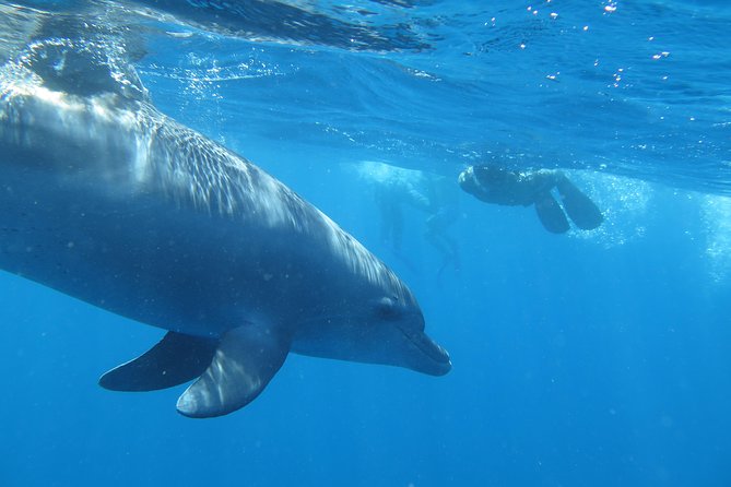 Full-Day Snorkeling with Dolphins in Hurghada with Lunch - Lunch aboard the boat, with mixed results