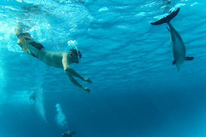 Full-Day Snorkeling with Dolphins in Hurghada with Lunch - What the $15 price really buys you