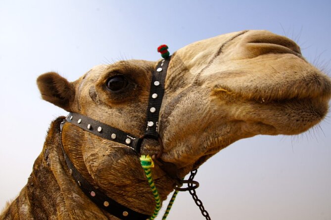 Full day tour Giza Pyramids Sphinx &Lunch and Shopping tour - Reaching the Pyramids of Cheops, Chephren, and Mycerinus