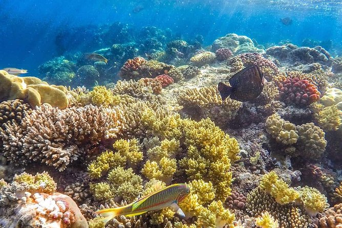 Full Relaxing Day To The Red Sea From Cairo Or Giza Hotel - How much value do you get for $63?