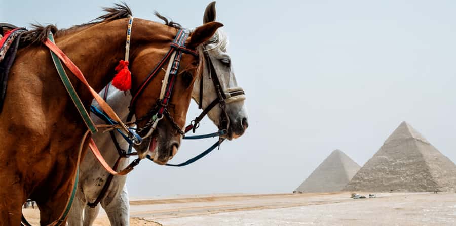 Giza: Arabian Horse Tour Around the Giza Pyramids - The camel-ride confusion