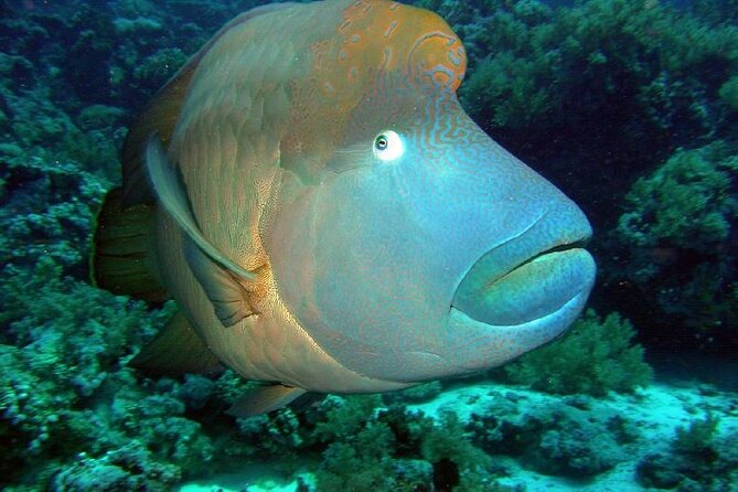 Grand Safari including Snorkeling at the Blue Hole and a Camel Ride along the Gulf of Aqaba - Key points at a glance
