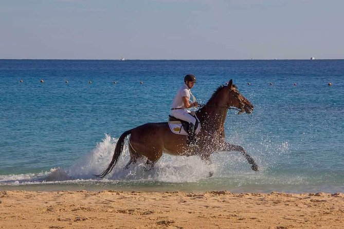 Horse Riding Tour 2 Hours Sea And Desert with Transfer - Hurghada - What the mixed safety record means for you