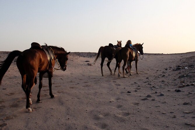 Horseback Riding with Pickup and Drop-off from Sharm El Sheikh - Who Will Enjoy This Sharm El Sheikh Ride?