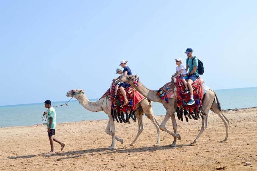 Hurghada: 1-Hour Desert & Beach Camel Ride with Transfers - Meeting the camels at Lucky Horses Stable