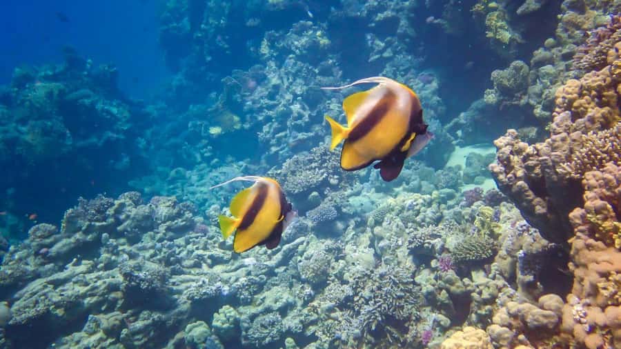 Hurghada: 3 Islands, Dolphins & Snorkel Yacht Trip w/ Lunch - Getting from your hotel to the yacht