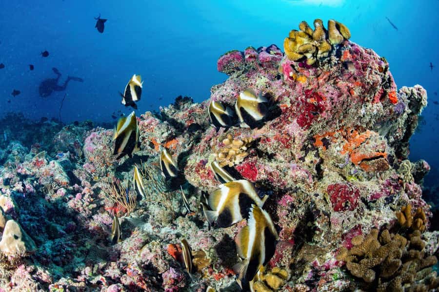 Hurghada: 3 Islands, Dolphins & Snorkel Yacht Trip w/ Lunch - Lunch onboard: good food without leaving the sea