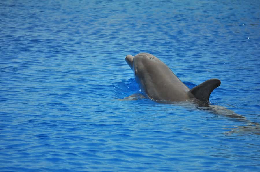 Hurghada: All-Inclusive Elite VIP Dolphin House & Massage - The day at a glance