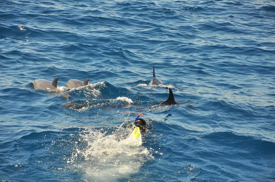 Hurghada: All-Inclusive Elite VIP Dolphin House & Massage - Dolphin House and the 80 percent promise
