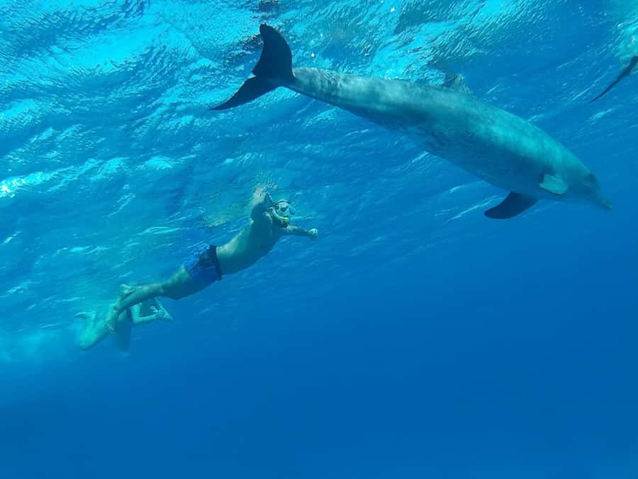 Hurghada: All-Inclusive Elite VIP Dolphin House & Massage - Lunch with fish, chicken, kofta, and salads