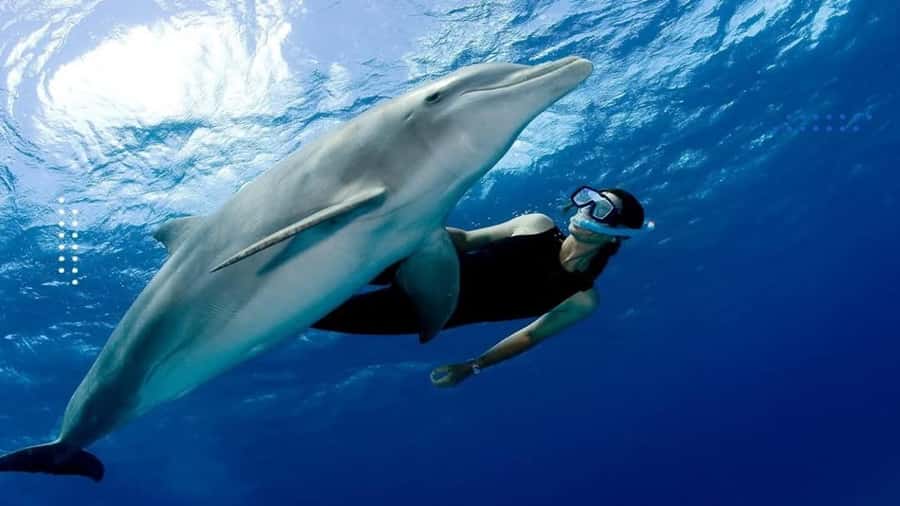 Hurghada: All-Inclusive Elite VIP Dolphin House & Massage - Hotel pickup and the early start