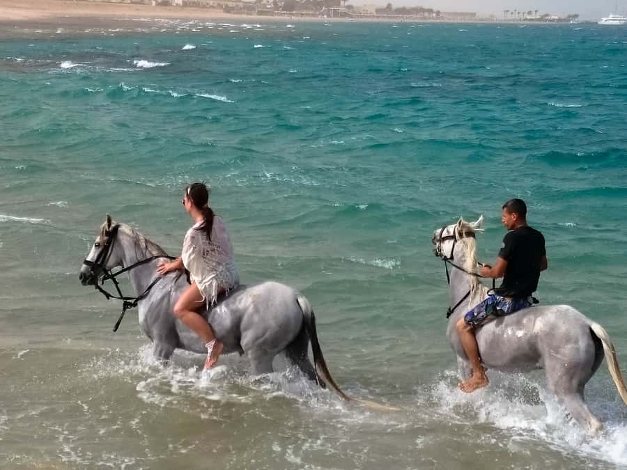 Hurghada: Arabian Desert and Sea Horseback Adventure - Are the horses treated well?