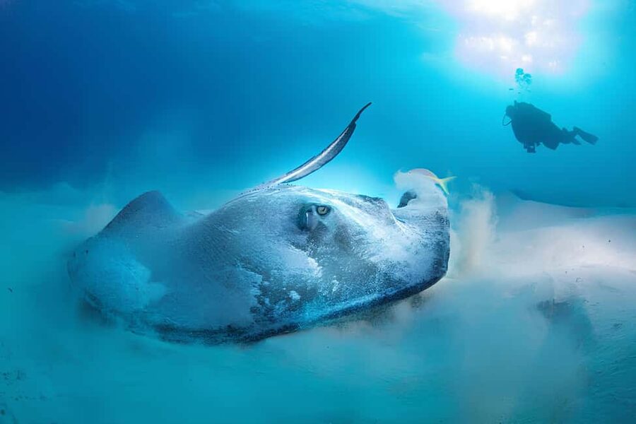 Hurghada: Beginners Scuba Diving Full-Day Boat Trip & Lunch - How much value do you get for $30?