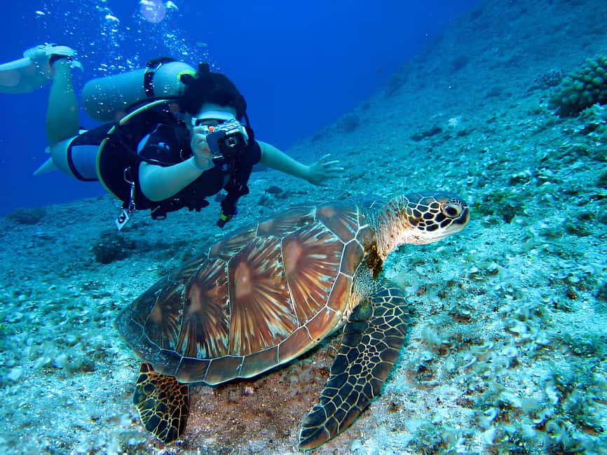 Hurghada: Beginners Scuba Diving Full-Day Boat Trip & Lunch - Languages, timing, and practical comfort
