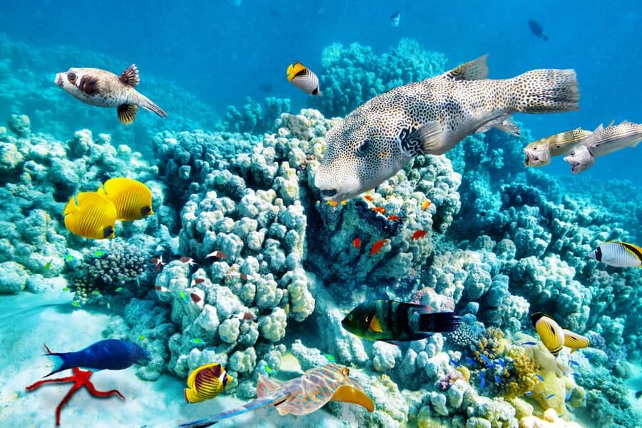 Hurghada: Beginners Scuba Diving Full-Day Boat Trip & Lunch - My verdict: book it if you want a friendly first attempt