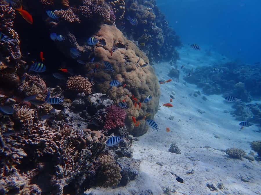 Hurghada: Boat trip to Magawish island with Multi Options - Two hours on Magawish Island
