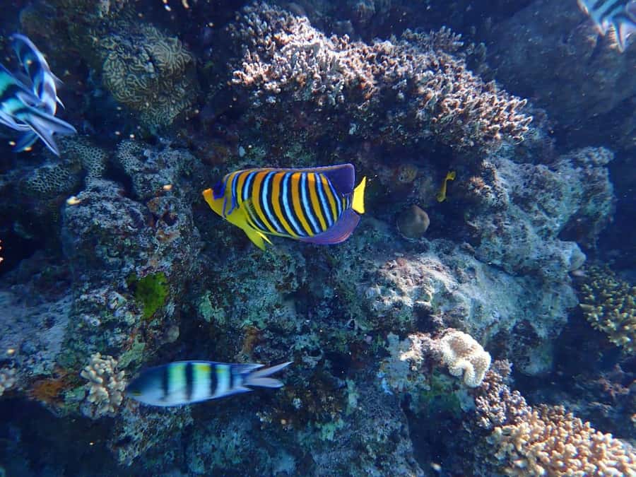 Hurghada: Boat trip to Magawish island with Multi Options - Choosing the massage, parasailing, and seafood options