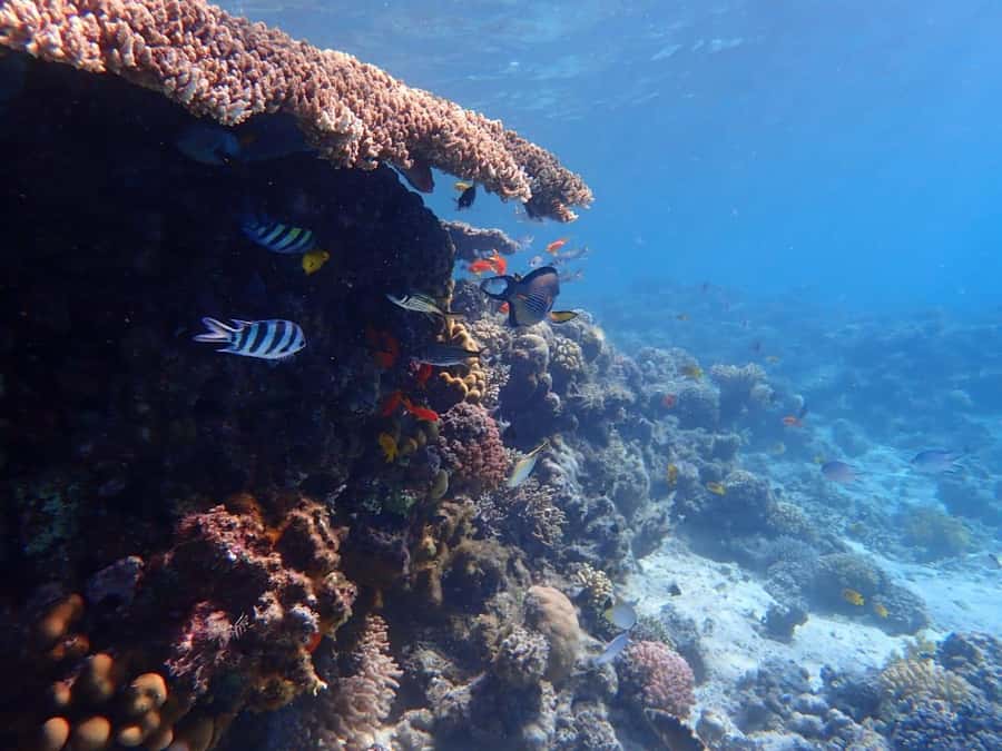 Hurghada: Boat trip to Magawish island with Multi Options - The crew and languages