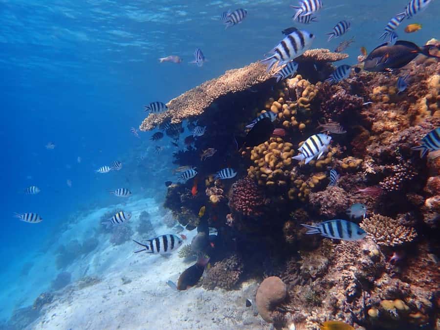 Hurghada: Boat trip to Magawish island with Multi Options - Who will enjoy this day most