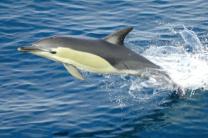 Hurghada Boat Trip to See Dolphins With Snorkeling and Lunch - Two snorkeling stops, with mixed reef expectations