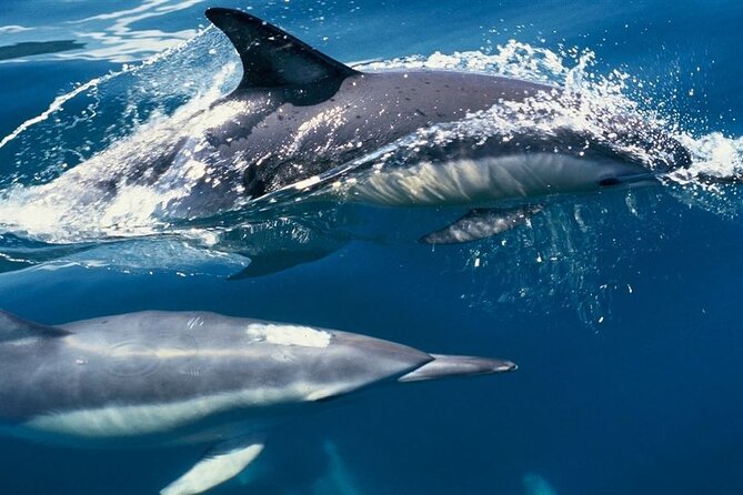 Hurghada Boat Trip to See Dolphins With Snorkeling and Lunch - Banana boat and sofa boat rides