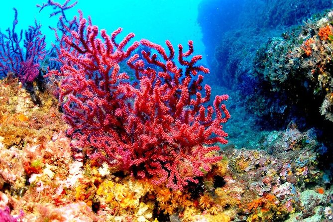 Hurghada Boat Trip to See Dolphins With Snorkeling and Lunch - Who gets the best value from this excursion?