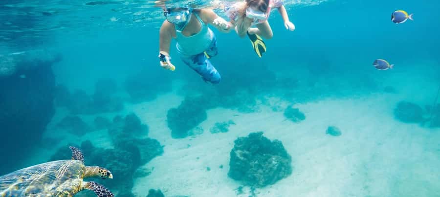 Hurghada: Day Snorkeling with Dolphins - Key Points Before You Book