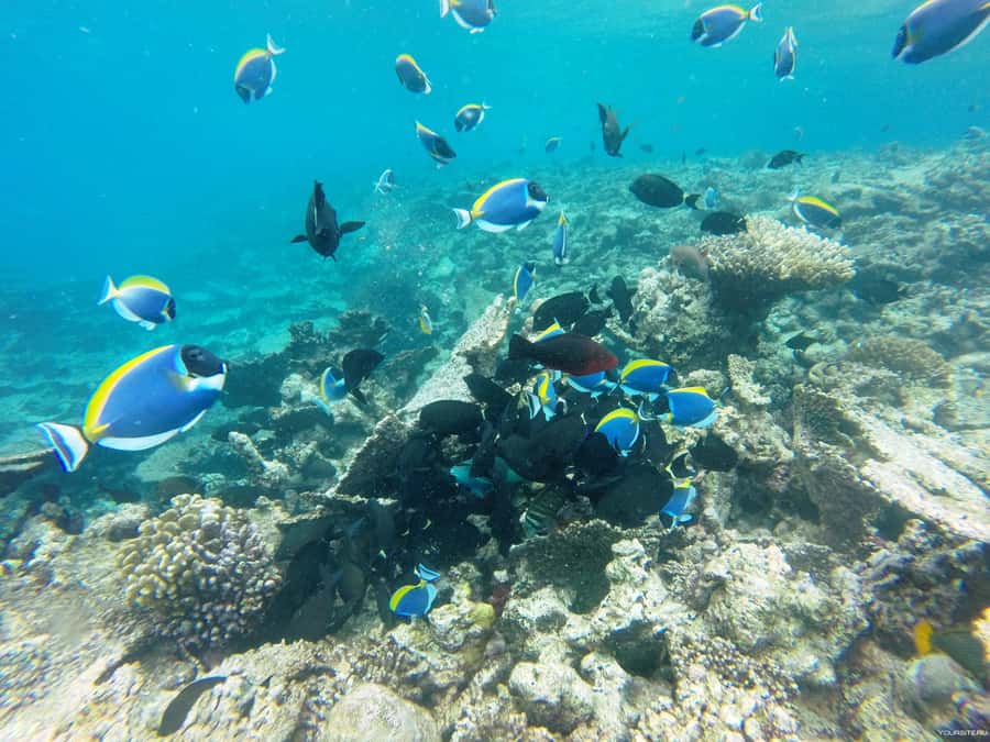 Hurghada: Day Snorkeling with Dolphins - Setting Out on the Red Sea