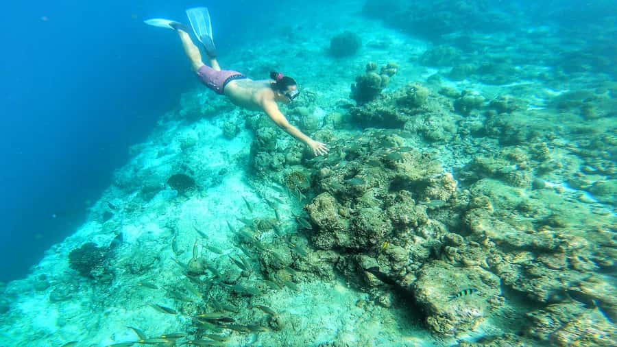 Hurghada: Day Snorkeling with Dolphins - The Dolphin Reef Encounter