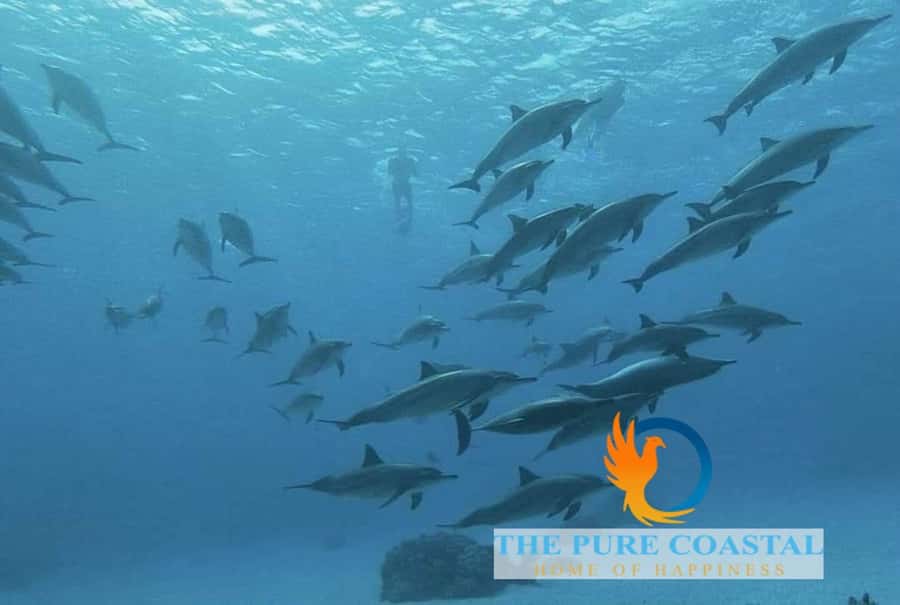 Hurghada: Day Snorkeling with Dolphins - The Optional Buoy Ride and Final Stops