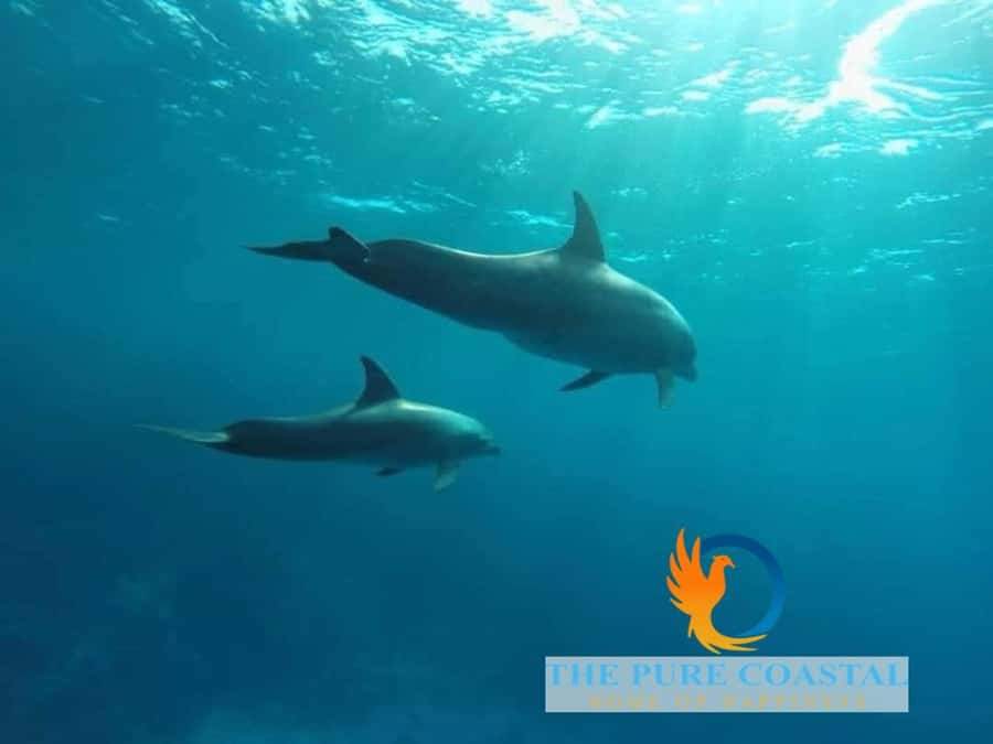 Hurghada: Day Snorkeling with Dolphins - Equipment, Safety, and Who Should Skip It