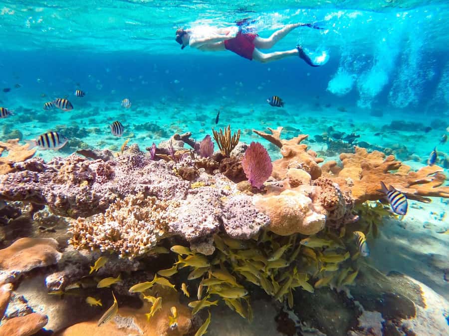 Hurghada: Day Snorkeling with Dolphins - The Early Hotel Pickup and Ride to the Marina