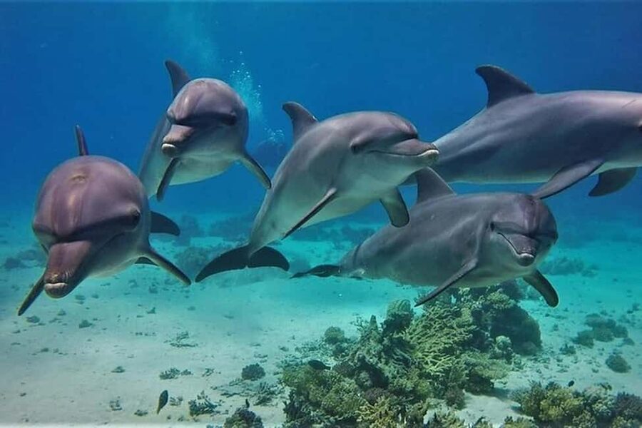 Hurghada: Dolphin & Coral Reef Snorkeling Tour with Lunch - Quick Points Before You Book