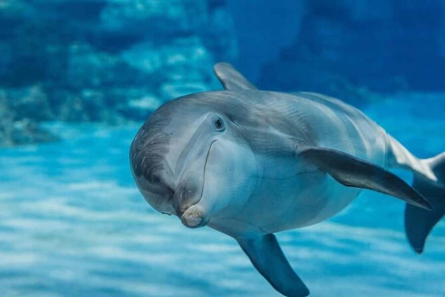 Hurghada: Dolphin & Coral Reef Snorkeling Tour with Lunch - Two Red Sea Snorkeling Stops