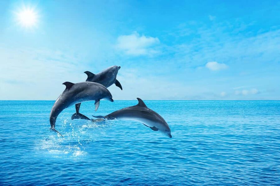 Hurghada: Dolphin & Coral Reef Snorkeling Tour with Lunch - Who Should Book This Hurghada Boat Trip?