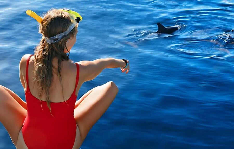 Hurghada: Dolphin Cruise with Snorkeling & Buffet Lunch - Key details before you book