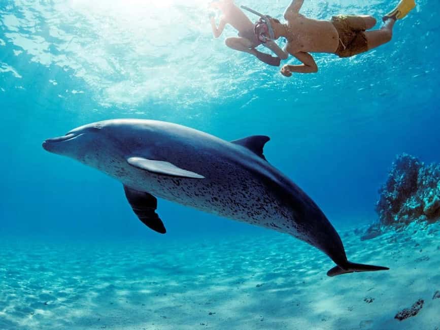 Hurghada: Dolphin Watching Boat Tour with Snorkeling & Lunch - Banana boat and sofa boat fun
