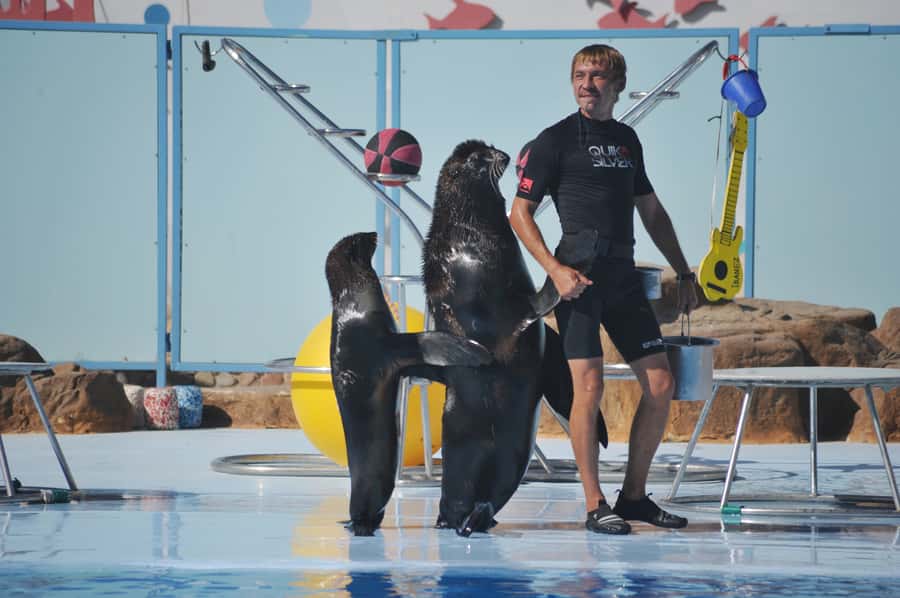Hurghada: Dolphin World Show with Walruses and Pickup - Key points before you book