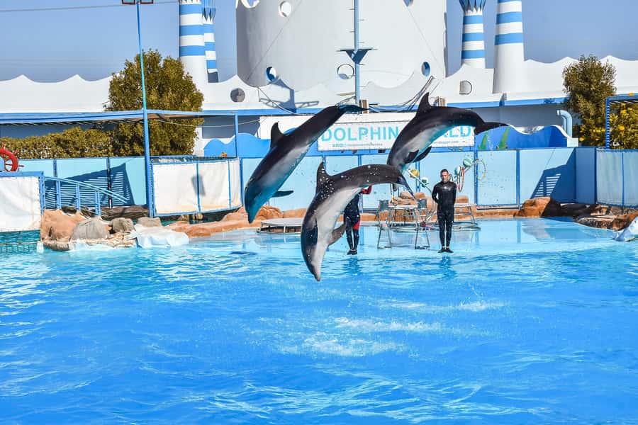 Hurghada: Dolphin World Show with Walruses and Pickup - The dolphin, sea lion, and walrus performances