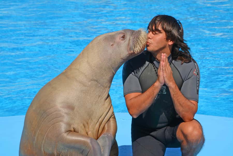 Hurghada: Dolphin World Show with Walruses and Pickup - Is $23 good value?