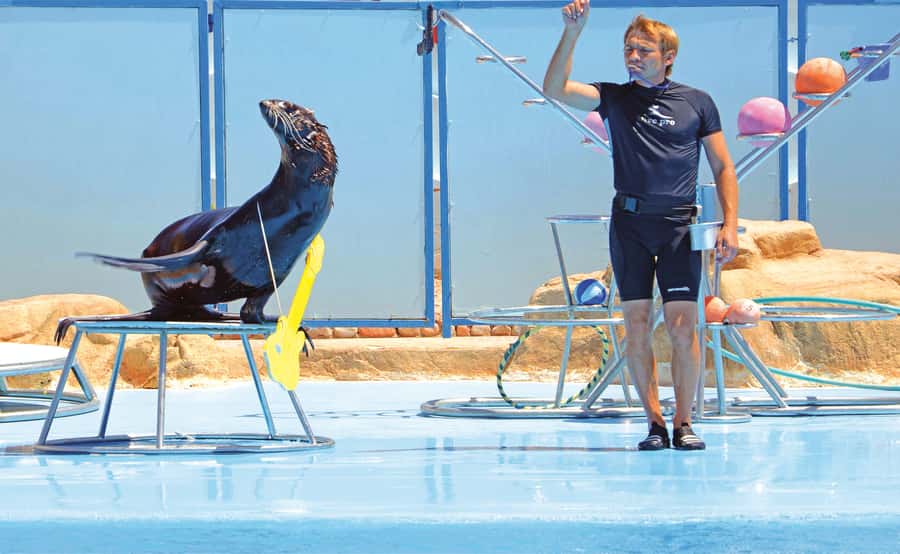Hurghada: Dolphin World Show with Walruses and Pickup - Who will enjoy this most?