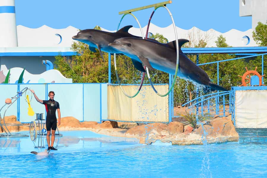 Hurghada: Dolphin World Show with Walruses and Pickup - Should you book Dolphin World?