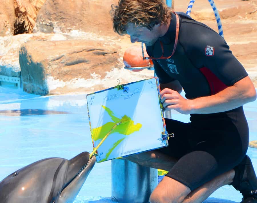 Hurghada: Dolphin World Show with Walruses and Pickup - The pickup from Hurghada or Makadi Bay