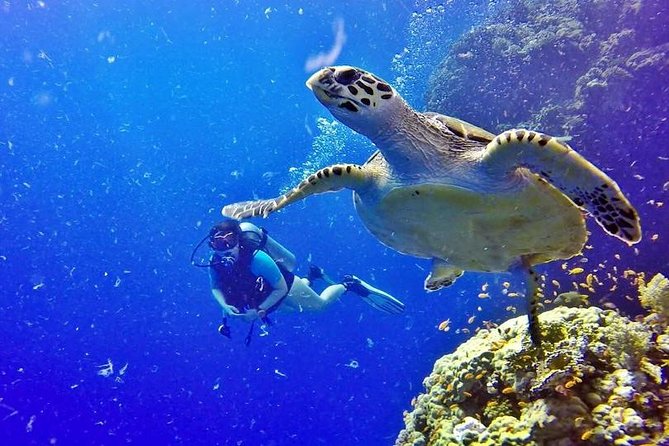 Hurghada: Full-Day Diving Tour with Lunch & Two Dive Sites - The First Underwater Session