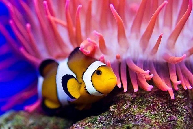 Hurghada: Full-Day Diving Tour with Lunch & Two Dive Sites - Lunch Between the Two Sessions