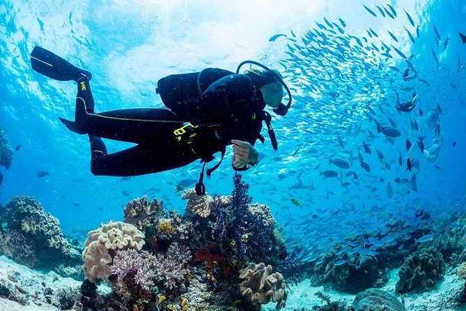Hurghada: Full-Day Diving Tour with Lunch & Two Dive Sites - The Second Site and the Best Part of the Day