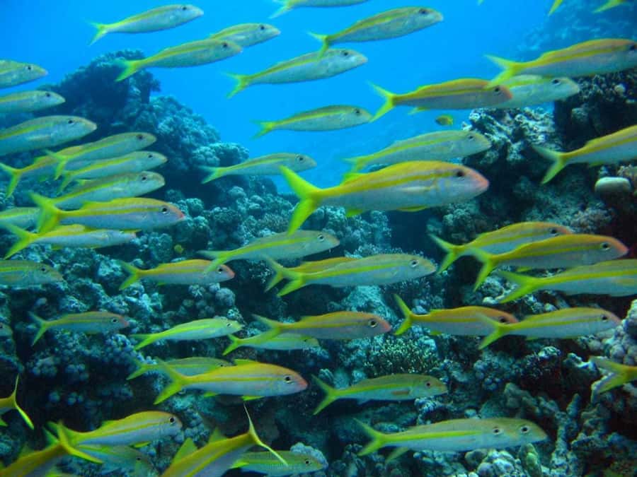 Hurghada: Full-Day Scuba Diving Tour with 2 Sites and Lunch - The first underwater session is built for nerves