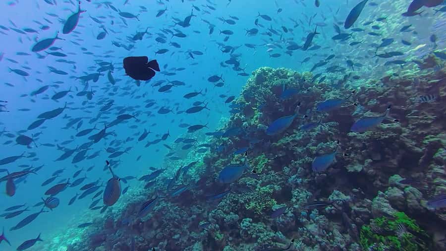 Hurghada: Full-Day Scuba Diving Tour with 2 Sites and Lunch - Two sites give the day its real value