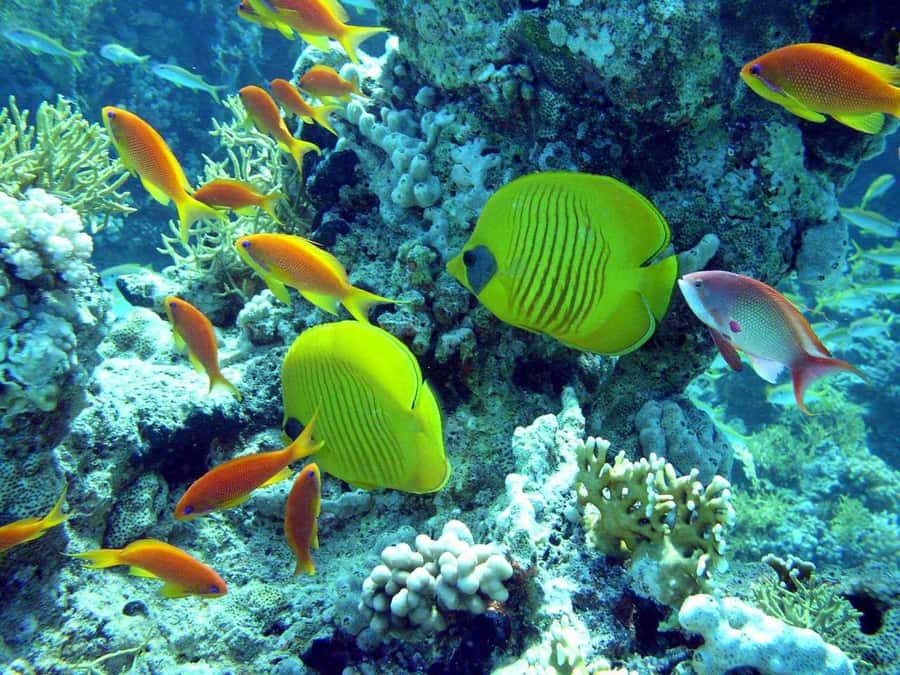 Hurghada: Full-Day Scuba Diving Tour with 2 Sites and Lunch - Getting picked up and fitted with equipment