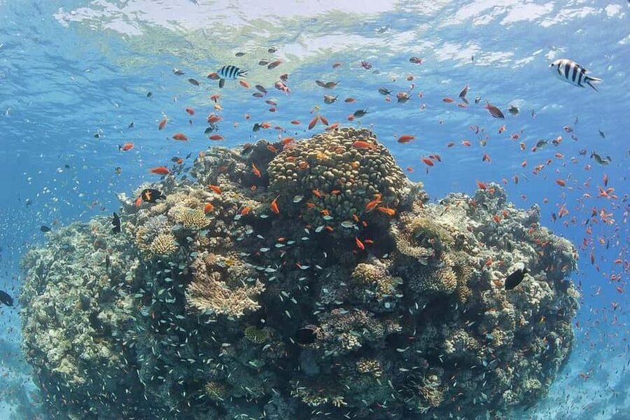Hurghada: Full-Day Snorkeling Tour in Sharm El Naga w/Lunch - Beach time, swimming, and the lunch break